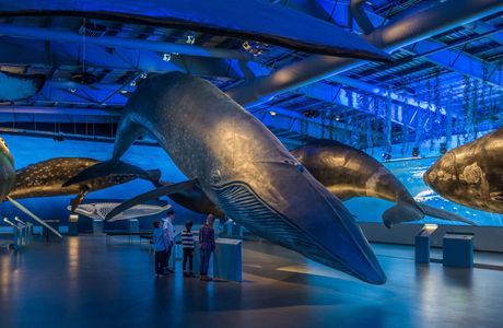 Whale Museum