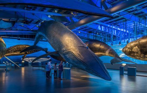 Whale Museum 1