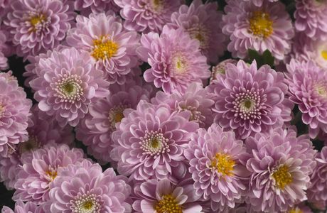 Chrysanthemum Island