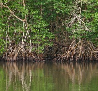 Hsinfeng Mangrove