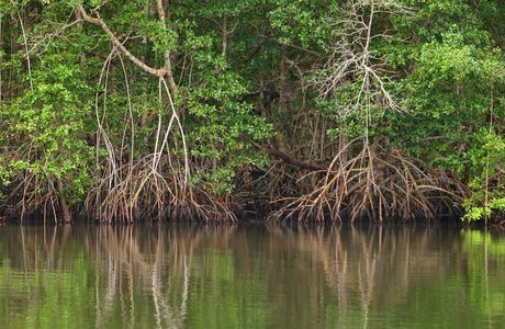 Hsinfeng Mangrove