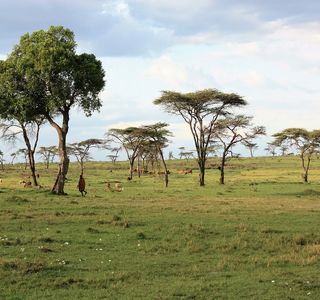 Savannah Battle Ball