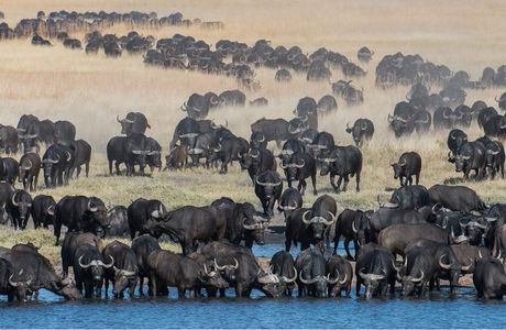 African Safari Walks