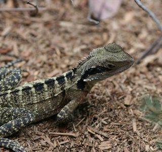 Australian Reptile Park