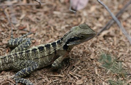 Australian Reptile Park