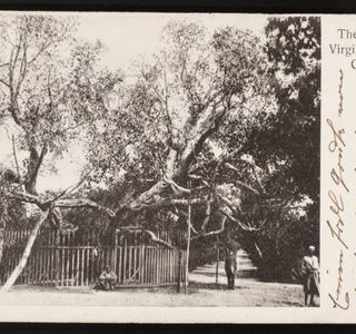 Virgin's Tree