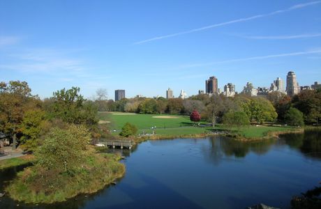 Palomino Flores (Central Park)