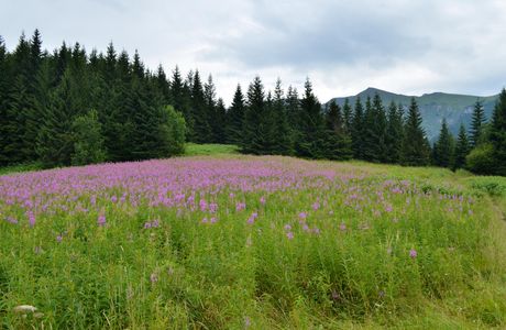 Przyslop Mietusi