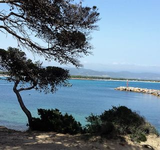 Pineta di Candiani