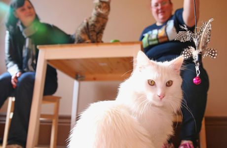 Cat Cafe Melbourne