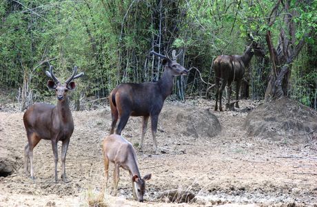 Bhamragarh Wildlife Sanctuary