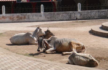 Orchha Wildlife Sanctuary
