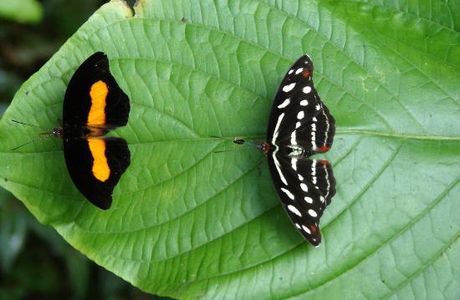 Mariposario Tambopata