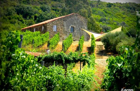 Azienda Agricola Passo Della Palomba