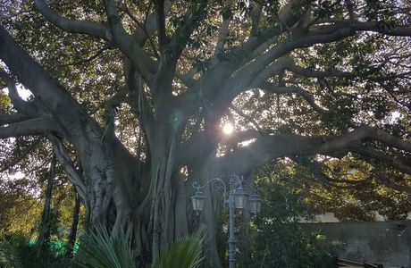 Albero Monumentale delle Marche