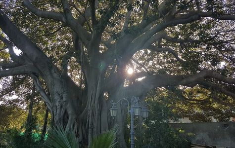 Albero Monumentale delle Marche 1