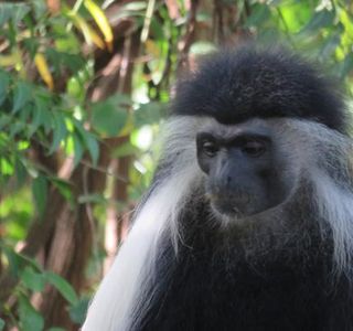 Colobus Conservation