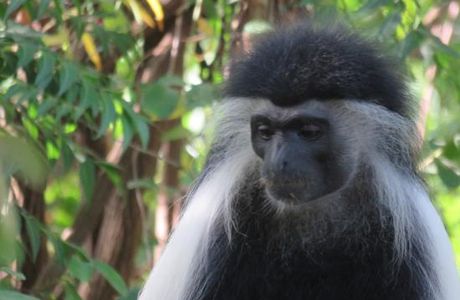 Colobus Conservation