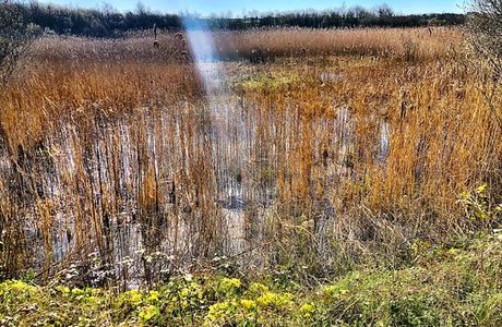 Parc Slip Nature Reserve