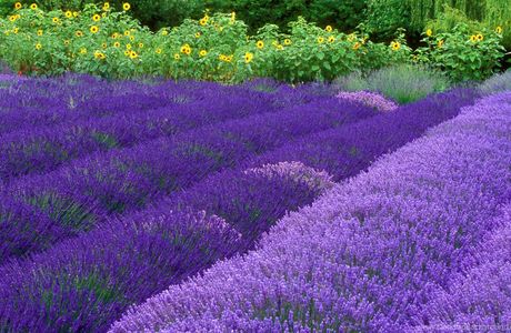 Purple Haze Lavender Farm