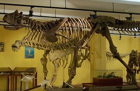 Museo paleontologico de la laguna