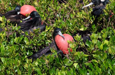 Frigate Bird Sanctuary