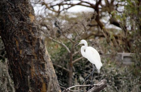 Lake Naivasha