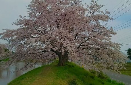 Oshimizu Pasture Cherry Tree Row