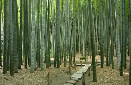 Bamboo Shoots Park