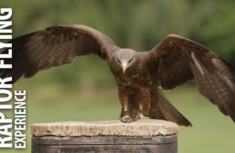 Kalba Bird of Prey Centre