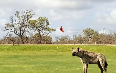 Skukuza Golf Course 1