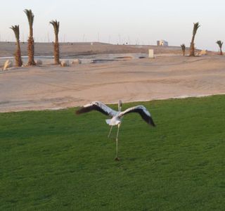 Aqaba Bird Observatory
