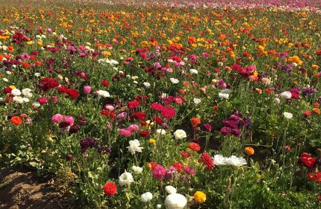 The Flower Fields at Carlsbad Ranch