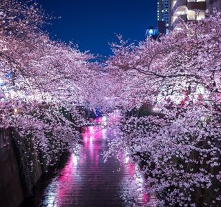 Sakura City Fireworks