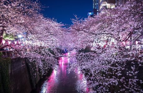 Sakura City Fireworks
