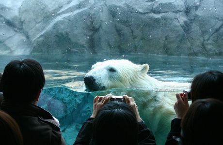 Asahiyama Zoo