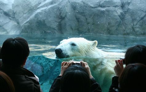 Asahiyama Zoo 1