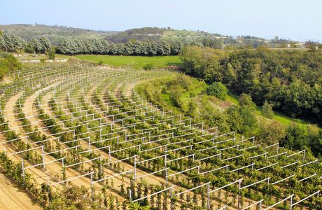 Azienda Agricola La Torre