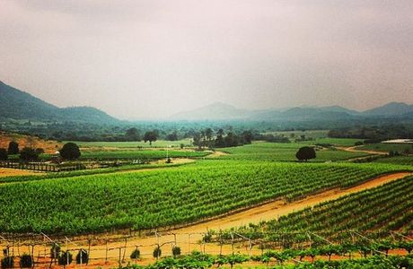 Monsoon Valley Vineyard