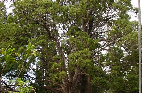 Hongo Yumimachi Camphor Tree
