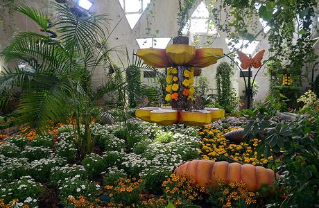 Dubai Butterfly Garden