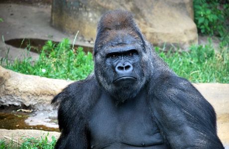 Smily Gorilla Rock