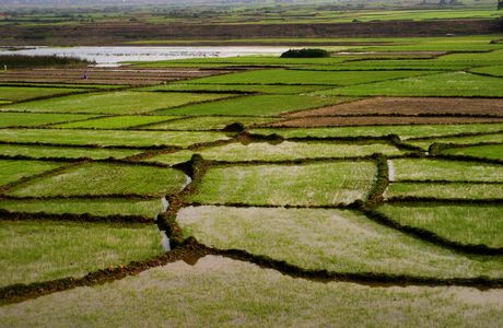 Organic Rice Field