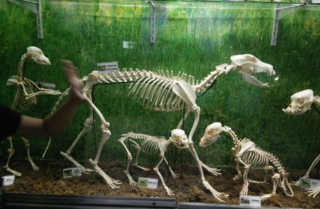 D' Bone Collector Museum