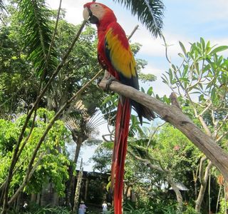 Bali Bird Park
