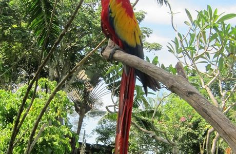 Bali Bird Park