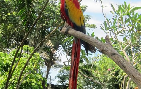 Bali Bird Park 1