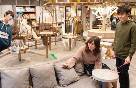 Cat Cafe Mocha Lounge Yokohama