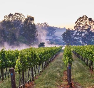 Lion Mill Vineyards