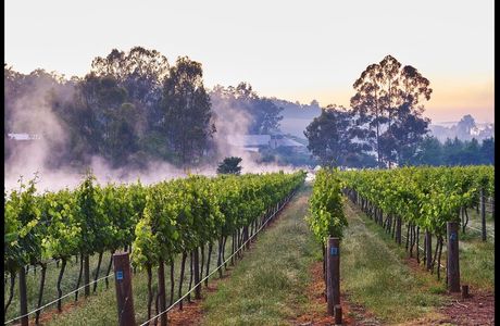 Lion Mill Vineyards